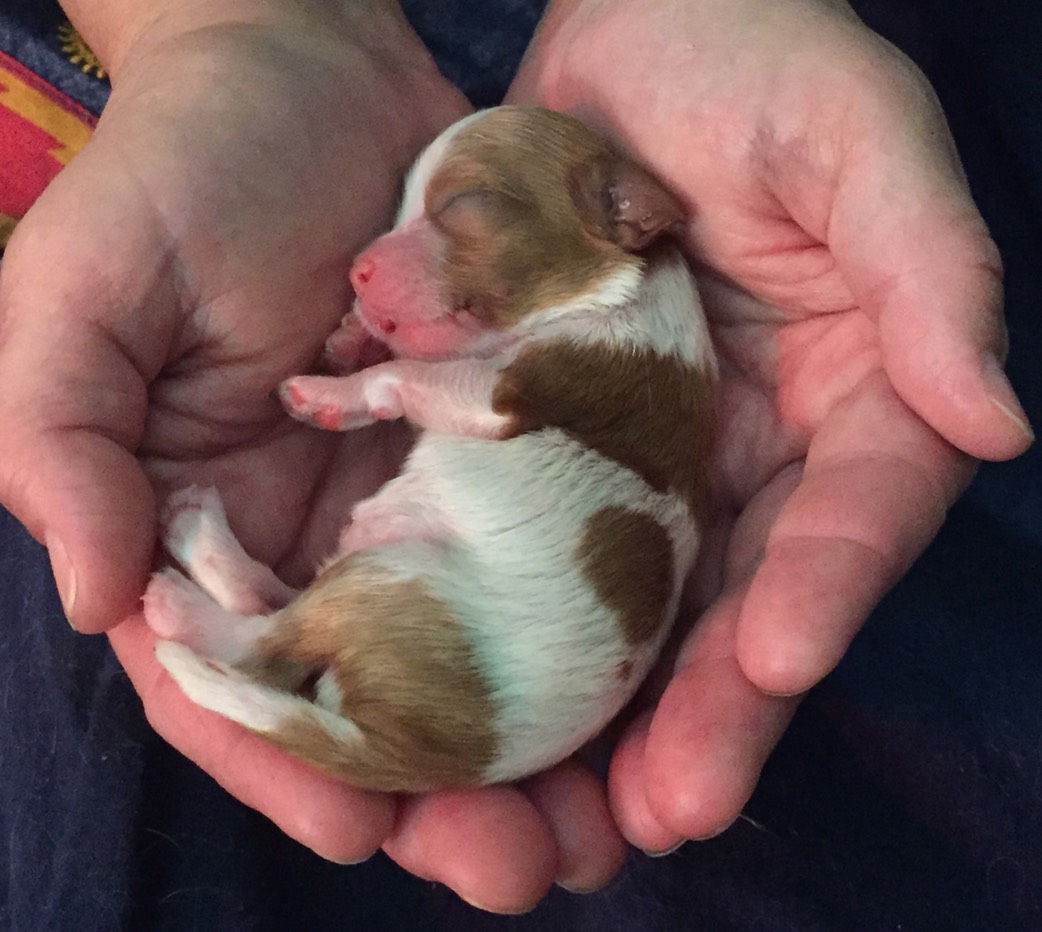 Tiny is Linda's hands